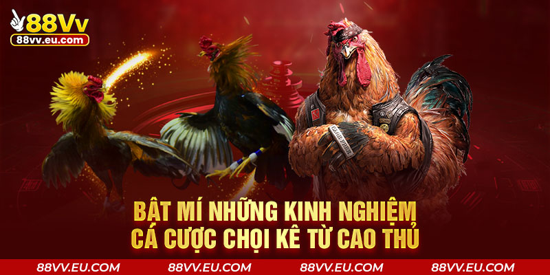 Bật mí những kinh nghiệm cá cược chọi kê từ cao thủ Bật mí những kinh nghiệm cá cược chọi kê từ cao thủ 88VV